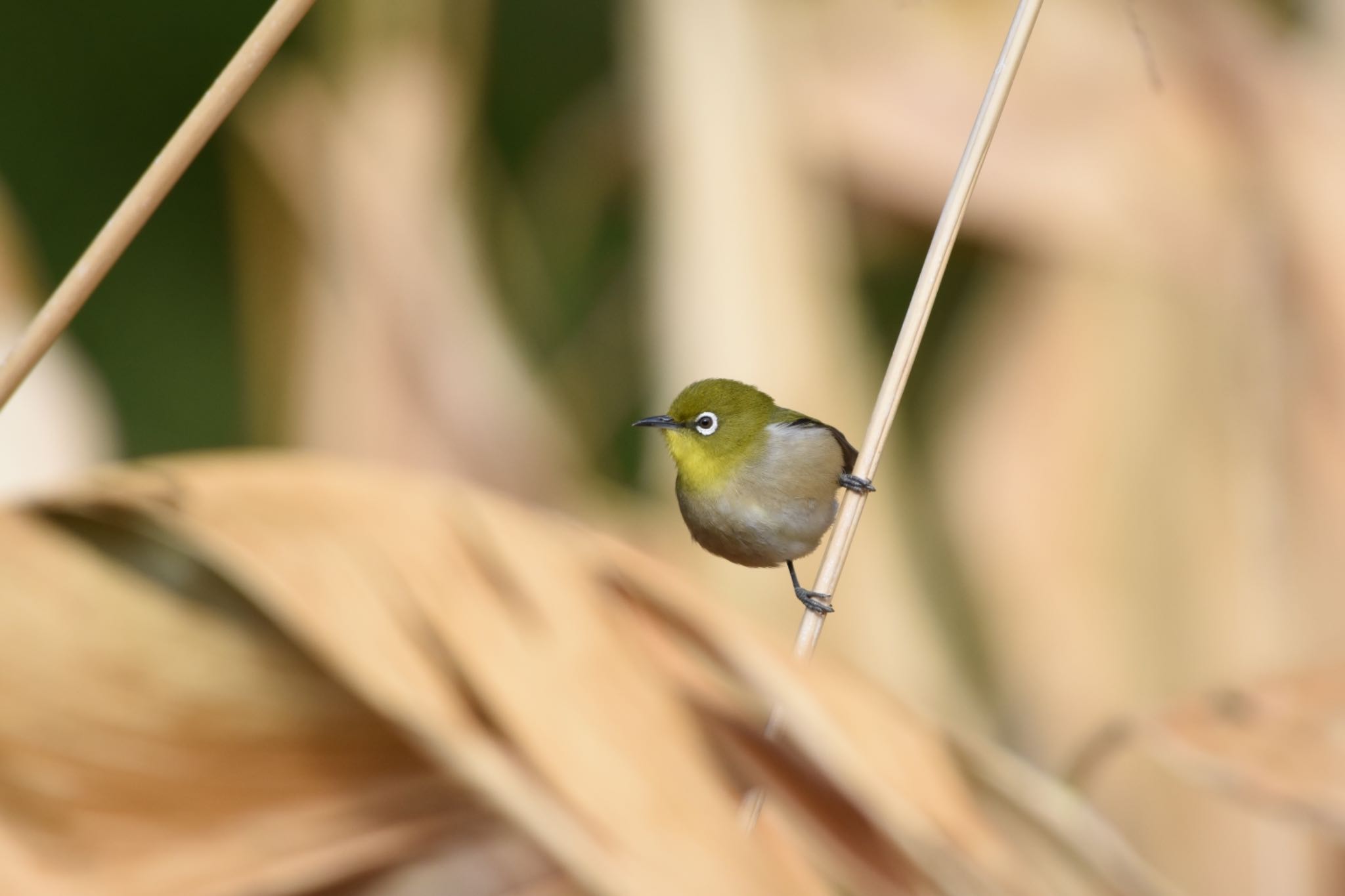 Warbling White-eye