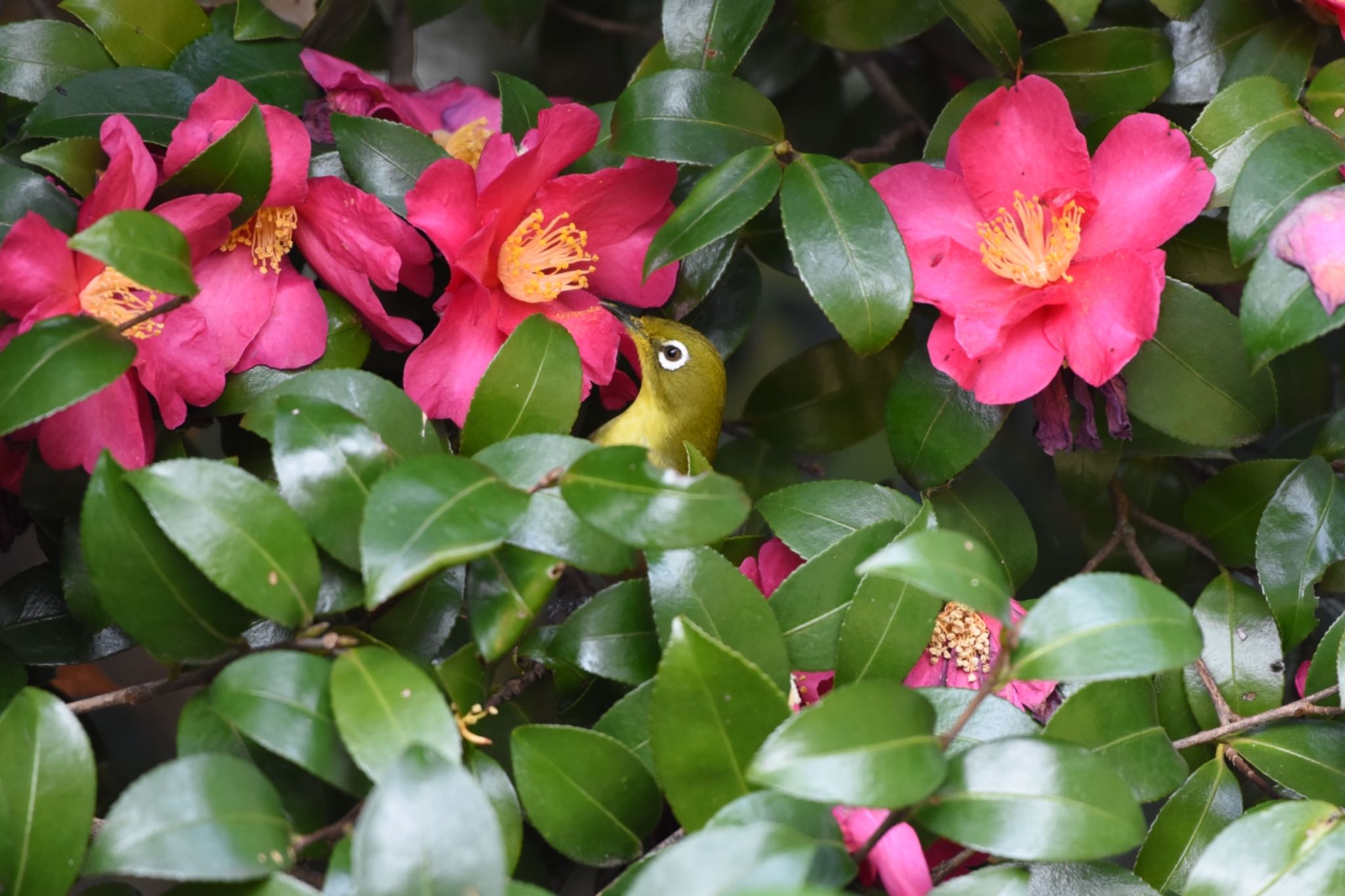 Warbling White-eye