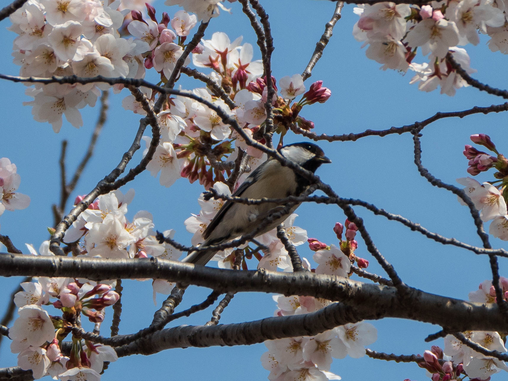 シジュウカラ