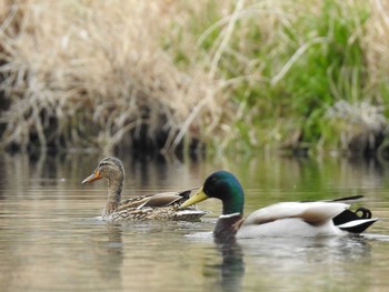 マガモ 高野川、京都市 2019年4月14日(日)