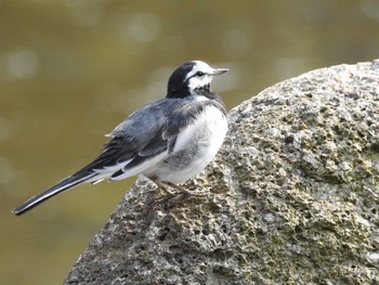 ハクセキレイ 葛西臨海公園 2019年4月7日(日)