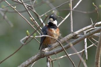 Sun, 4/14/2019 Birding report at Mie-ken Ueno Forest Park