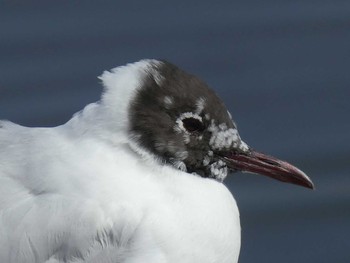 2019年4月13日(土) 六郷橋緑地の野鳥観察記録