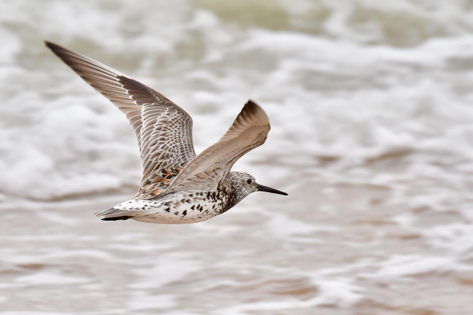 Photo of Great Knot at 鈴鹿川派川河口 by 倶利伽羅