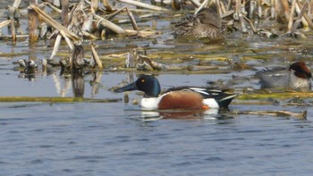 Northern Shoveler ヨコスト湿原 Sun, 4/14/2019