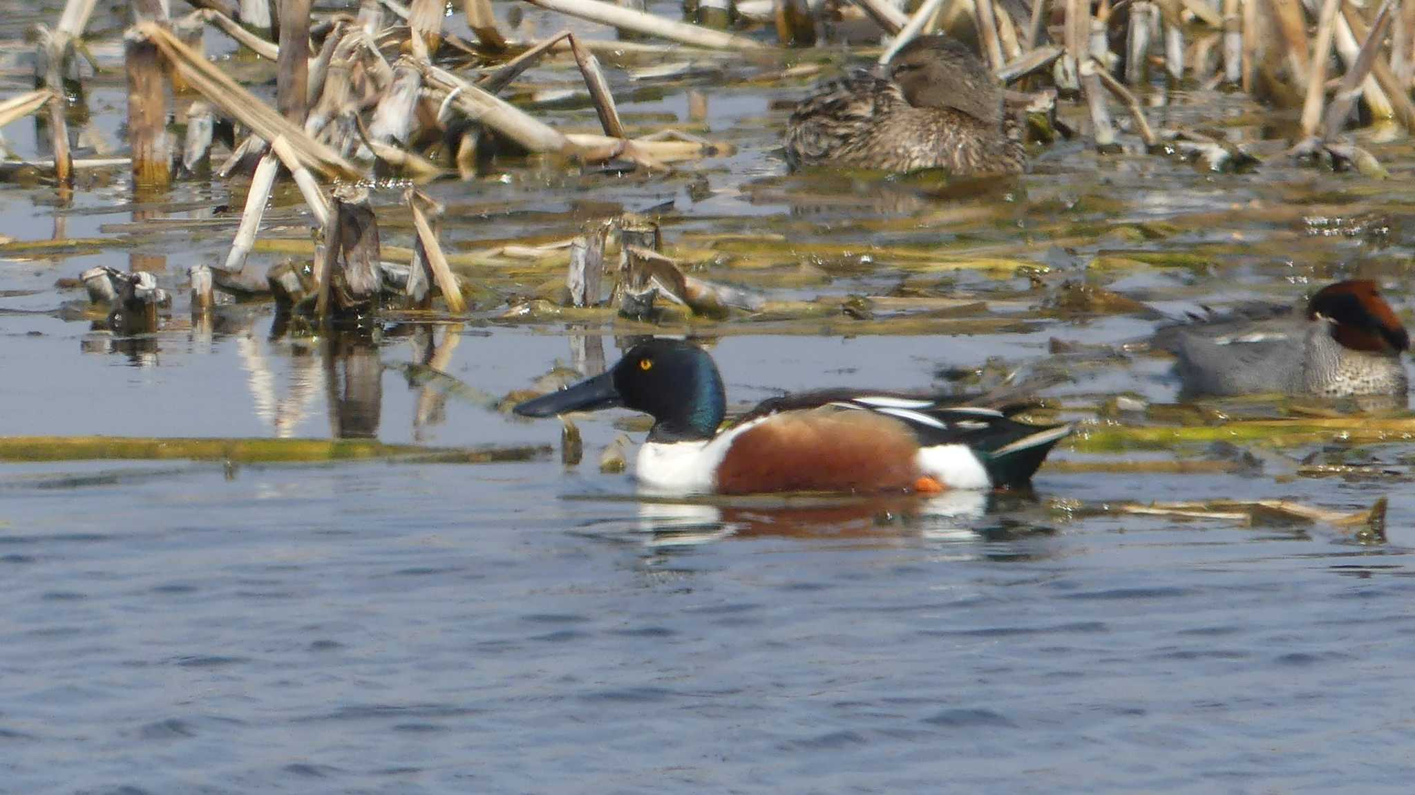 Northern Shoveler