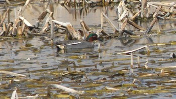 Eurasian Teal ヨコスト湿原 Sun, 4/14/2019