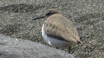 Common Sandpiper ヨコスト湿原 Sun, 4/14/2019