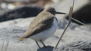 Common Sandpiper ヨコスト湿原 Sun, 4/14/2019