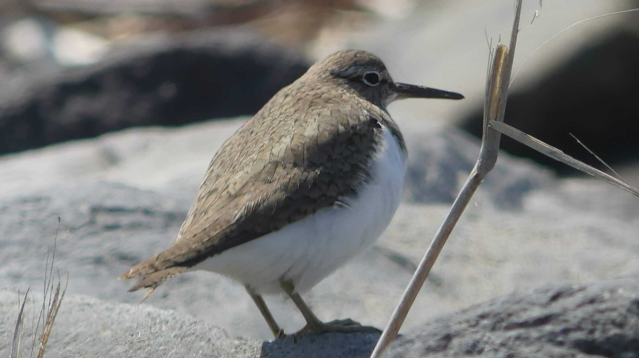 Common Sandpiper