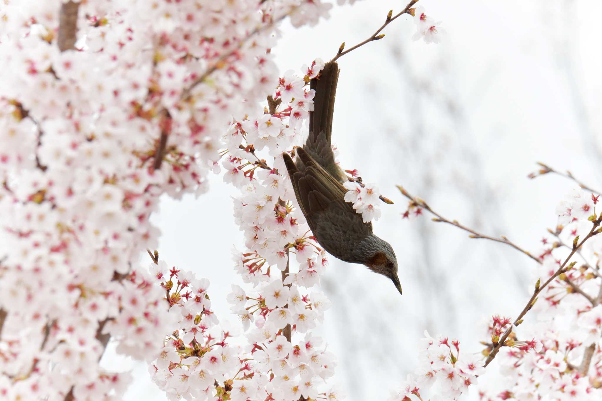 三重県上野森林公園 ヒヨドリの写真 by masatsubo