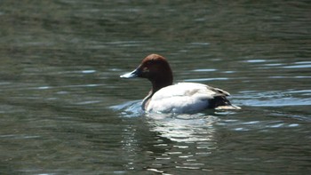 Common Pochard Tomakomai Experimental Forest Sun, 4/14/2019