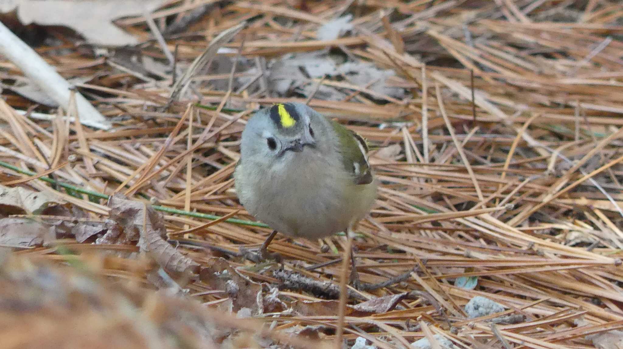 キクイタダキ