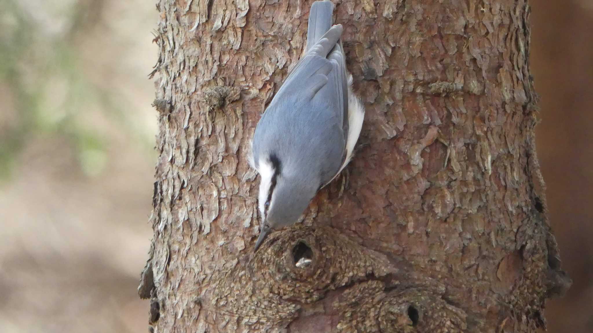 シロハラゴジュウカラ