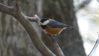 ヤマガラ 北大研究林(北海道大学苫小牧研究林) 2019年4月14日(日)