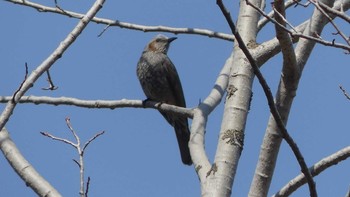 Brown-eared Bulbul Tomakomai Experimental Forest Sun, 4/14/2019