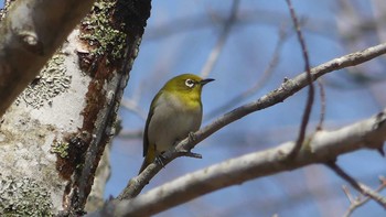 Warbling White-eye Tomakomai Experimental Forest Sun, 4/14/2019