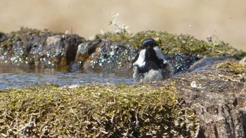 ヒガラ 北大研究林(北海道大学苫小牧研究林) 2019年4月14日(日)