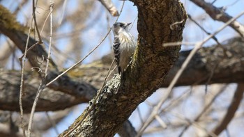 Japanese Pygmy Woodpecker(seebohmi) Tomakomai Experimental Forest Sun, 4/14/2019