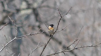 Amur Stonechat Tomakomai Experimental Forest Sun, 4/14/2019