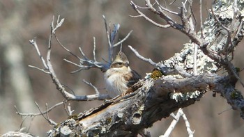 Yellow-throated Bunting Tomakomai Experimental Forest Sun, 4/14/2019