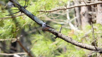 Long-tailed tit(japonicus) Tomakomai Experimental Forest Sun, 4/14/2019