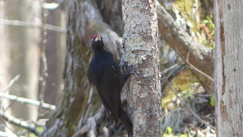 2019年4月14日(日) 北大研究林(北海道大学苫小牧研究林)の野鳥観察記録