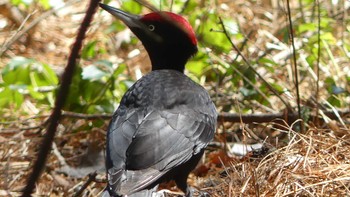 Black Woodpecker Tomakomai Experimental Forest Sun, 4/14/2019