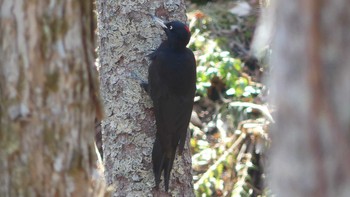 Black Woodpecker Tomakomai Experimental Forest Sun, 4/14/2019