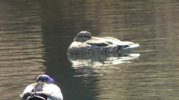 Mallard Tomakomai Experimental Forest Sun, 4/14/2019