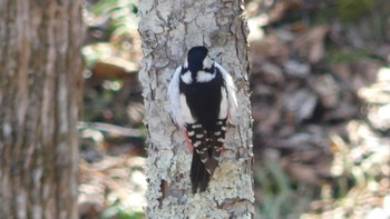 Great Spotted Woodpecker(japonicus) Tomakomai Experimental Forest Sun, 4/14/2019
