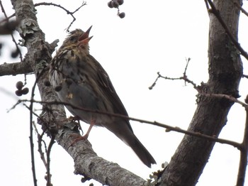 Olive-backed Pipit 静岡県立森林公園 Sun, 4/14/2019