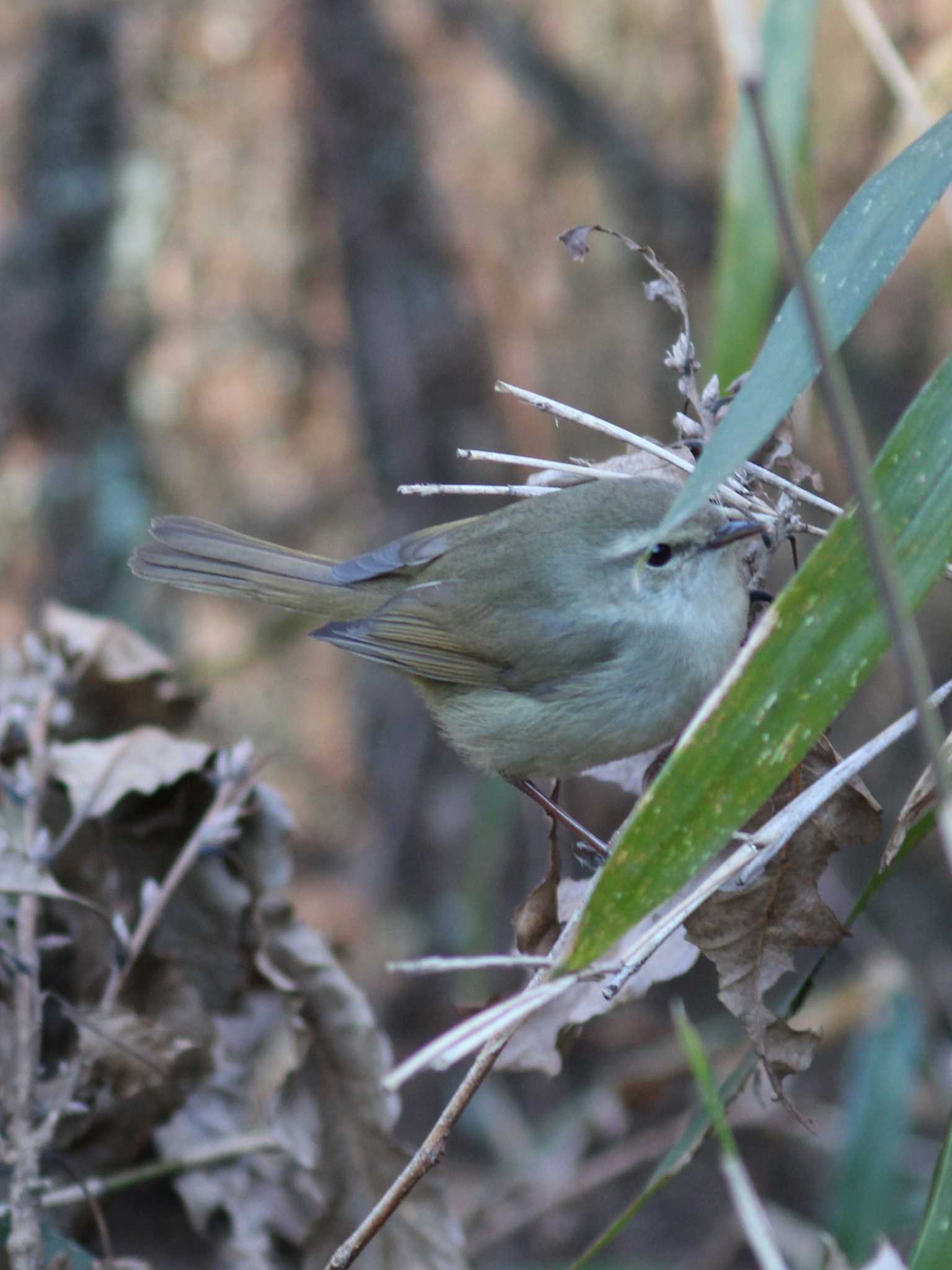 Photo of Japanese Bush Warbler at 府中 by HIROPI