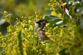 Eurasian Tree Sparrow Unknown Spots Sun, 4/14/2019