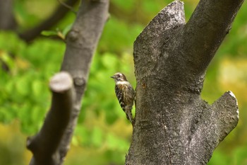 Japanese Pygmy Woodpecker Unknown Spots Sun, 4/14/2019