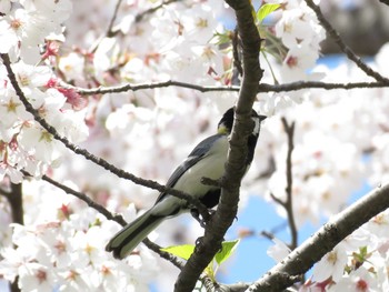 2019年4月13日(土) 水元公園の野鳥観察記録