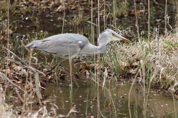 Grey Heron Kodomo Shizen Park Sun, 4/14/2019