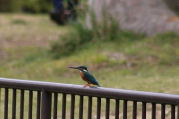 Common Kingfisher Kodomo Shizen Park Sun, 4/14/2019