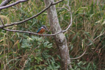 Common Kingfisher Kodomo Shizen Park Sun, 4/14/2019