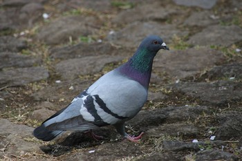 Rock Dove Kodomo Shizen Park Sun, 4/14/2019