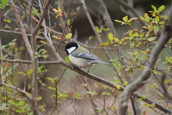 Japanese Tit Shinjuku Gyoen National Garden Sat, 3/16/2019