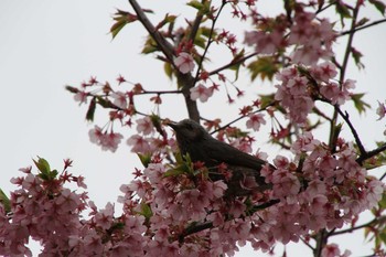 Brown-eared Bulbul Shinjuku Gyoen National Garden Sat, 3/16/2019