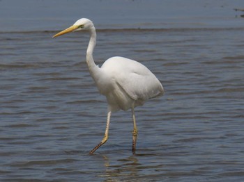 Sat, 4/13/2019 Birding report at 兵庫県　高砂市