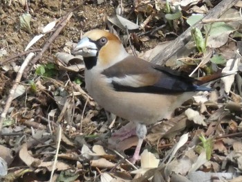 2019年4月14日(日) 薬師池公園の野鳥観察記録