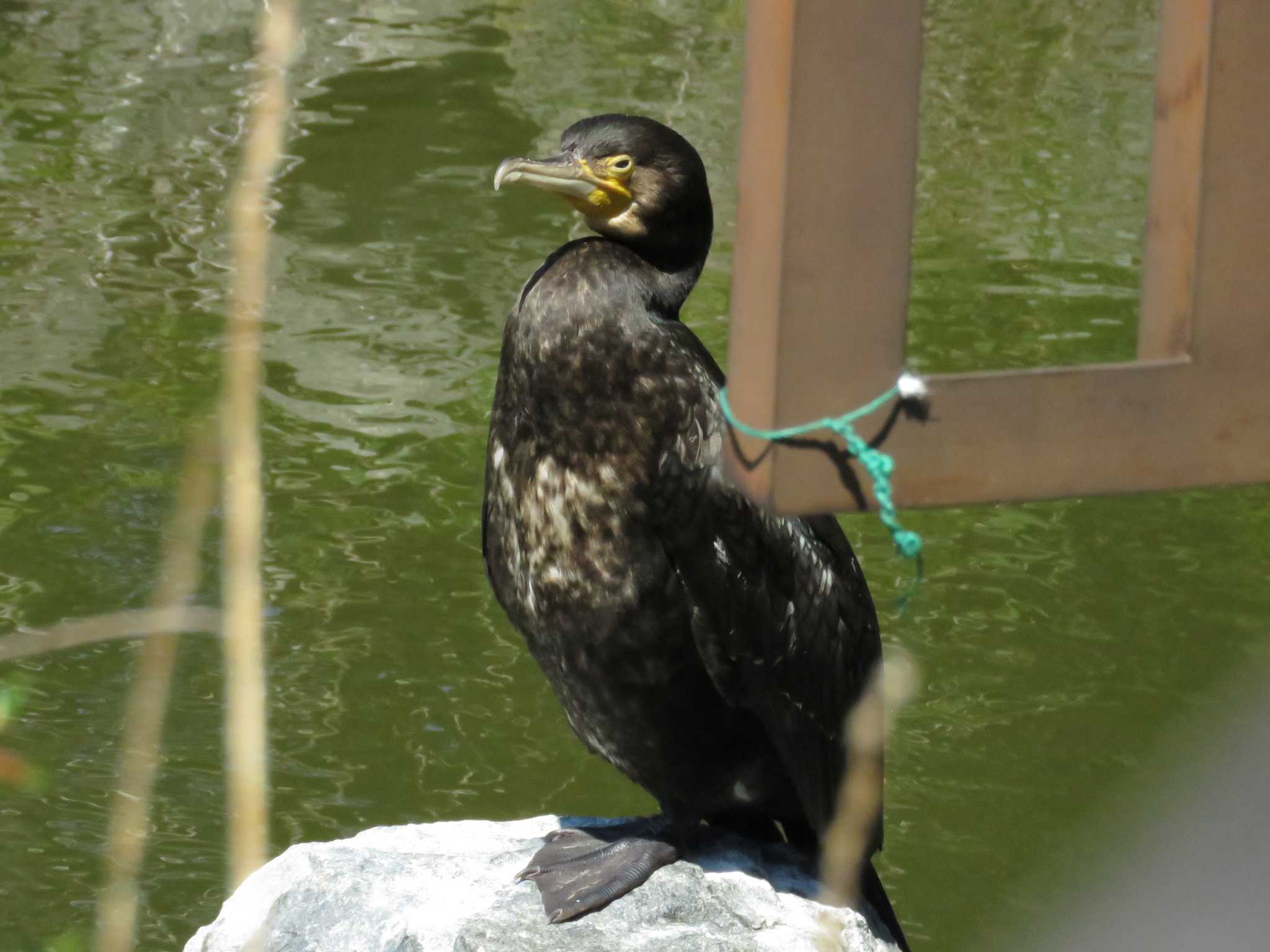 水元公園 カワウの写真 by どいちゃん