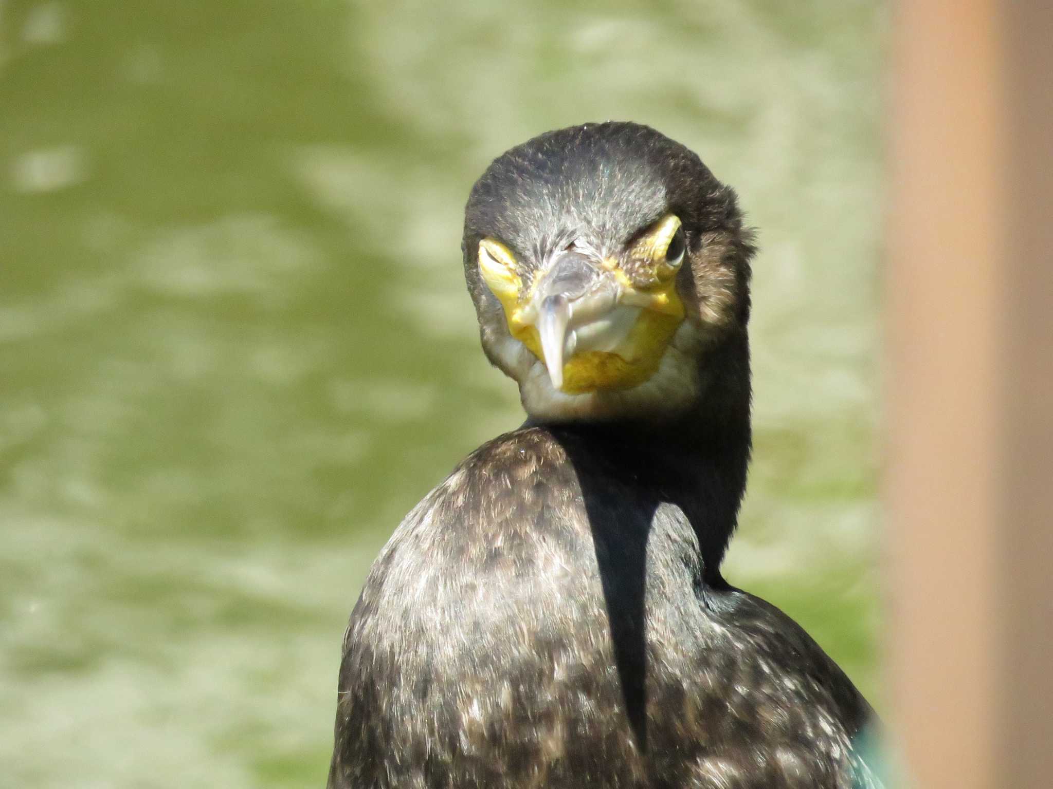 水元公園 カワウの写真 by どいちゃん