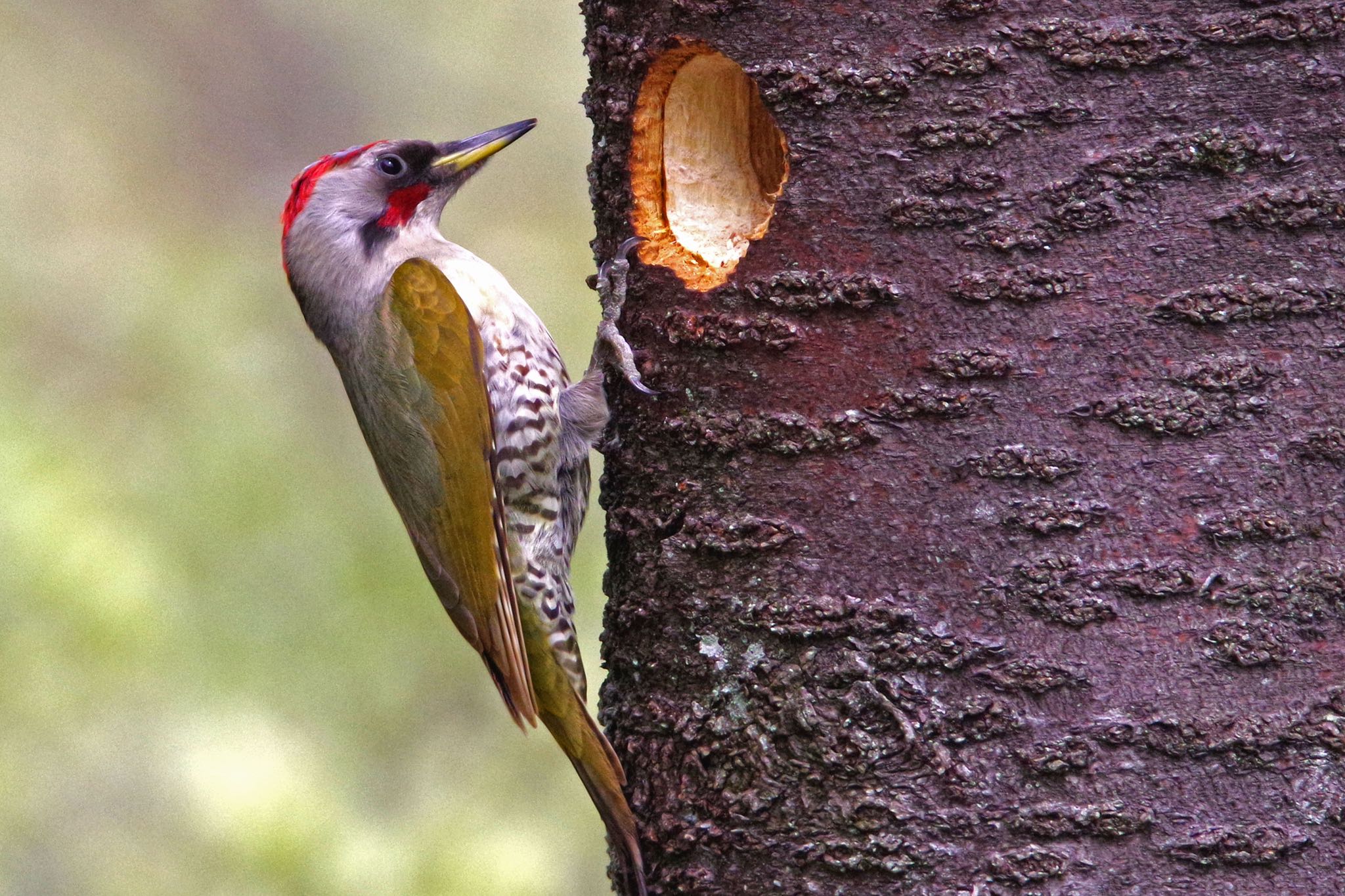 Photo of Japanese Green Woodpecker at 東京都立桜ヶ丘公園(聖蹟桜ヶ丘) by SPR