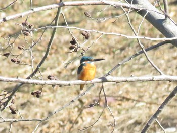 カワセミ 手賀沼 2019年1月3日(木)