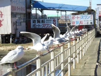 ユリカモメ 手賀沼 2019年1月3日(木)