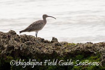 チュウシャクシギ 石垣島 2019年4月14日(日)